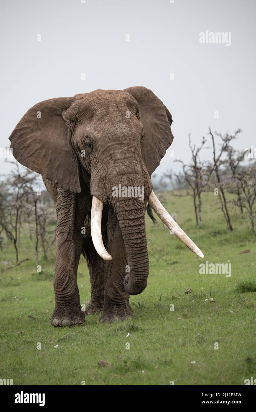 Large African Tusker approaching Stock Photo