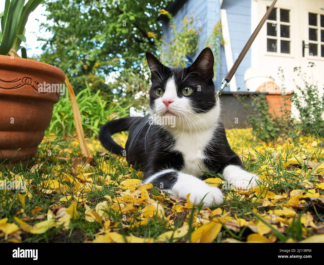 Cat on a Leash in the Garden Stock Photo