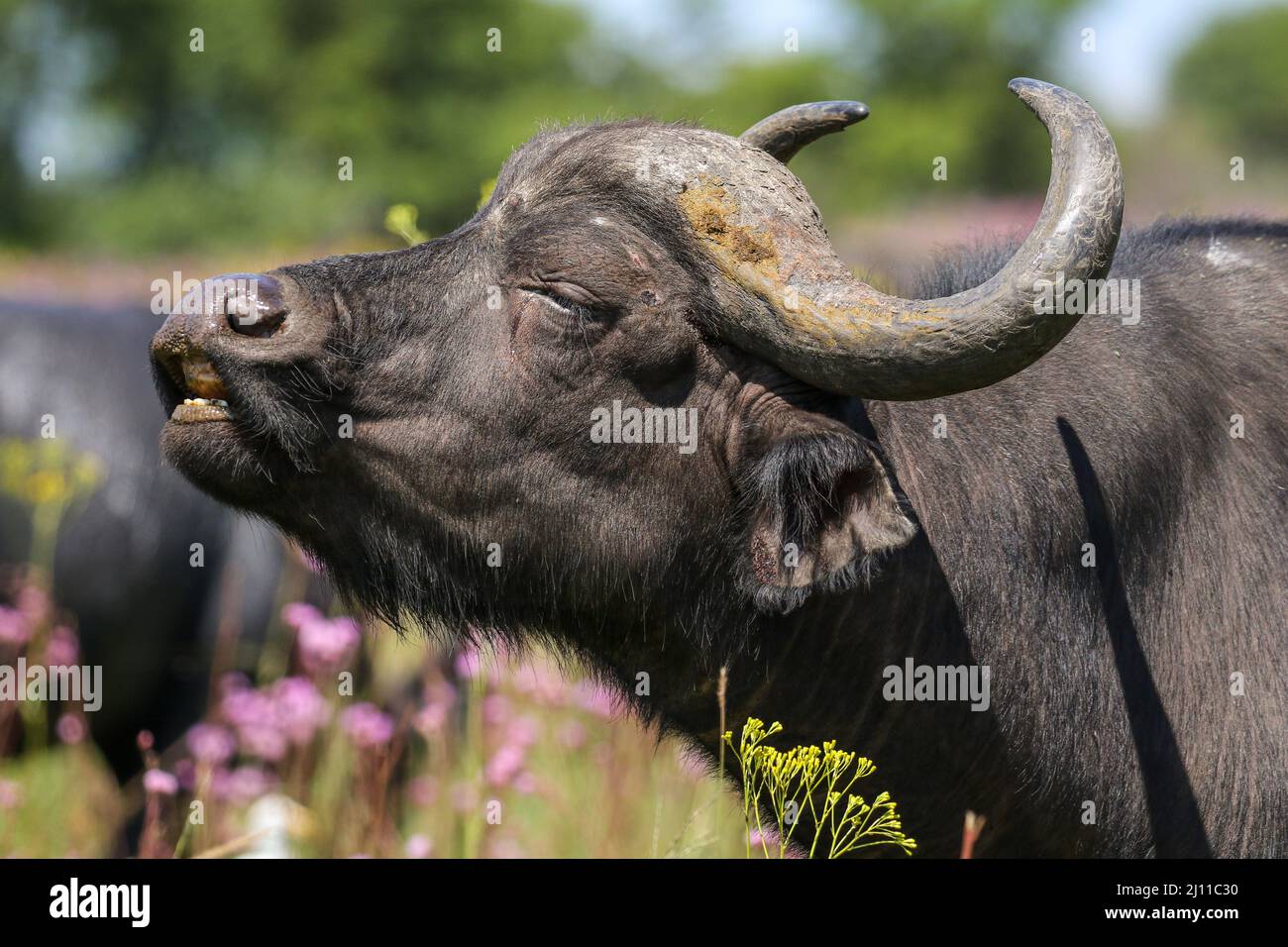 Buffalo exhibiting the flehmen response, South Africa Stock Photo