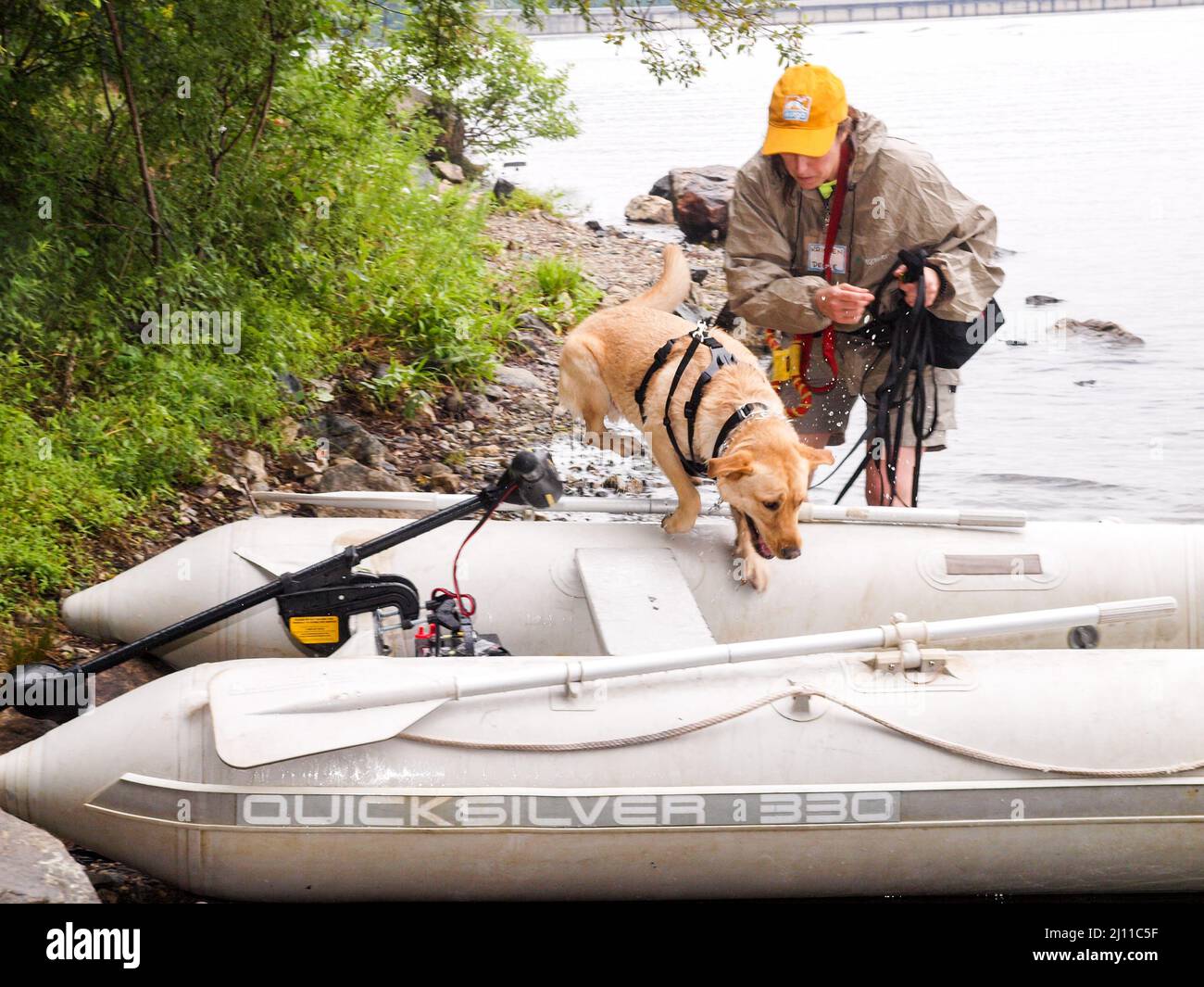 Search and Rescue Dog. Water Rescue Drill Stock Photo Alamy