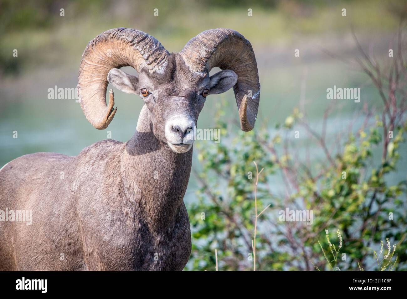 Sierra nevada bighorn sheep hires stock photography and images Alamy