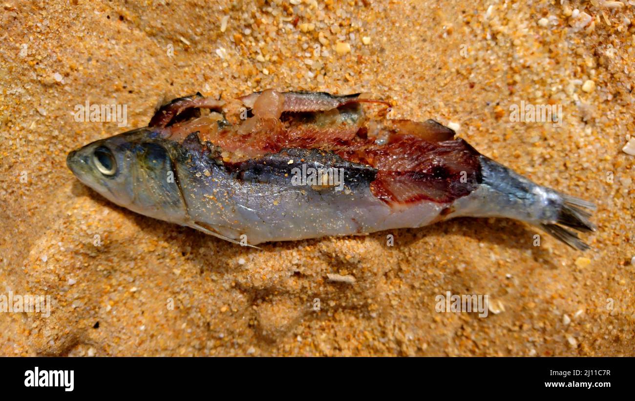 Dead fish animal Wildlife in Farol Island Portugal Stock Photo