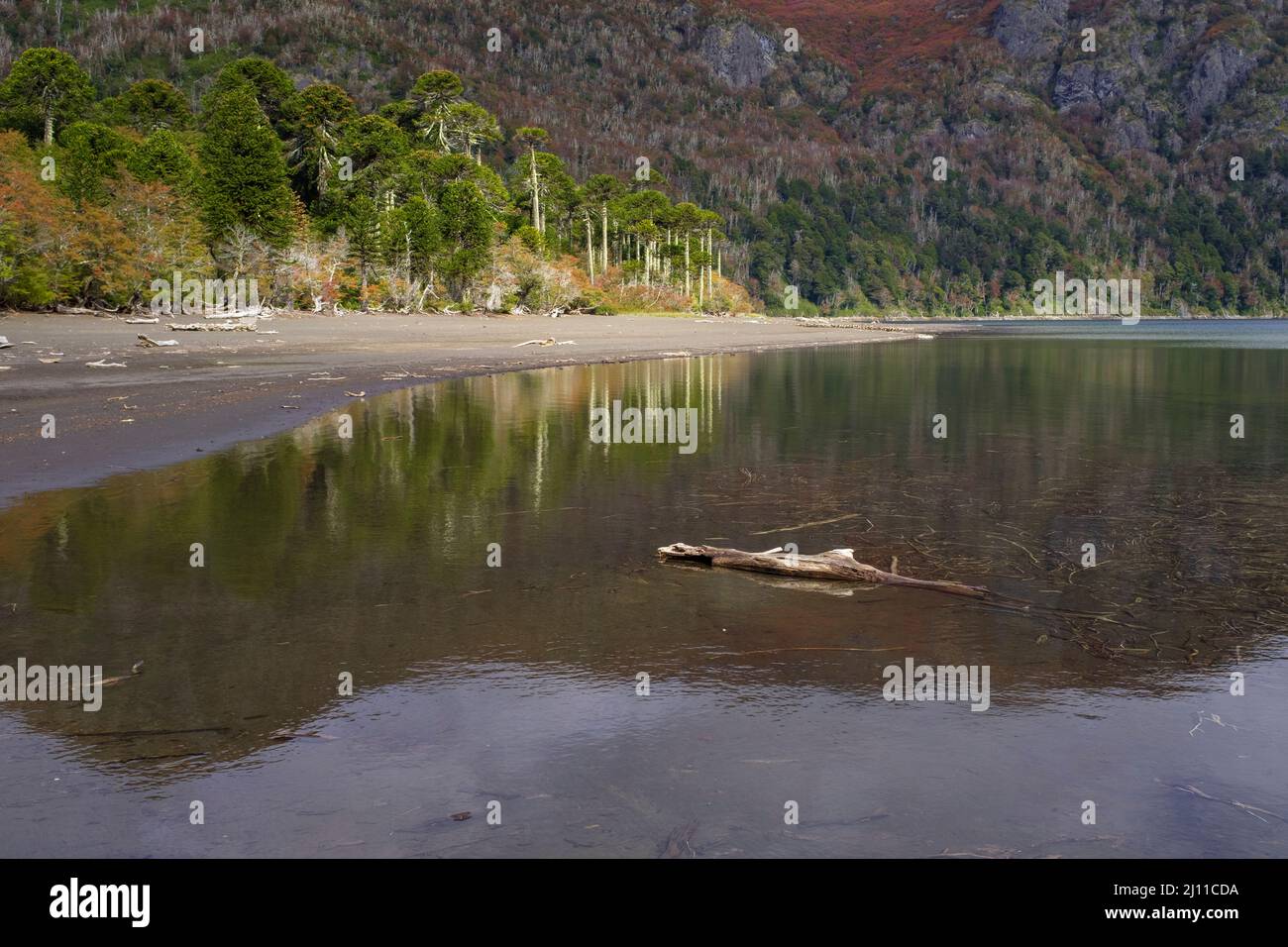 Huinfiuca lake in autumn. Villarrica National Park. Araucania Region. Chile. Stock Photo