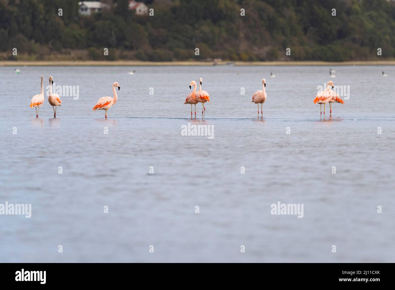 Chilean Flamingos (Phoenicopterus chilensis) on water. Chiloé. Los Lagos Region. Chile. Stock Photo
