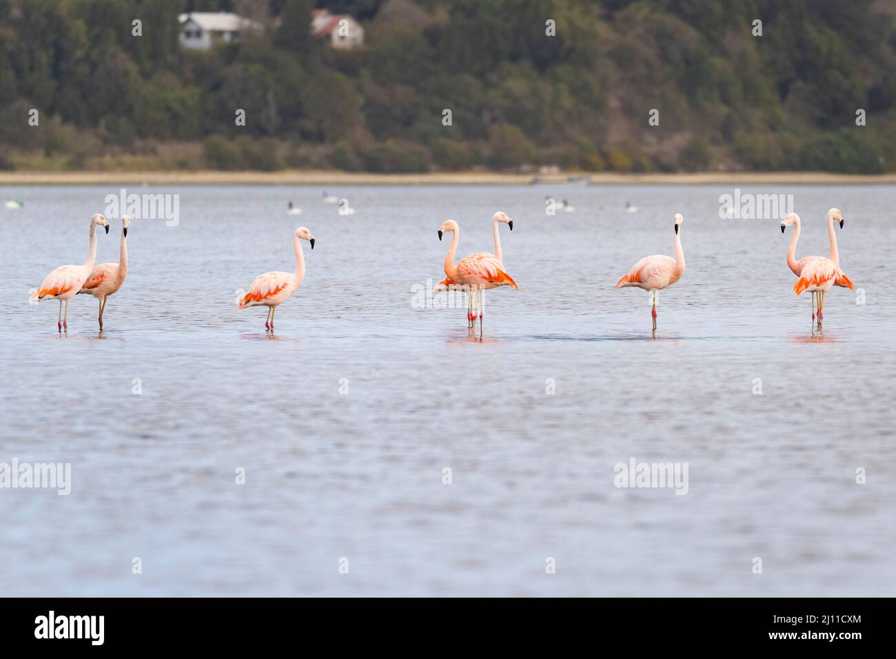 Chilean Flamingos (Phoenicopterus chilensis) on water. Chiloé. Los Lagos Region. Chile. Stock Photo