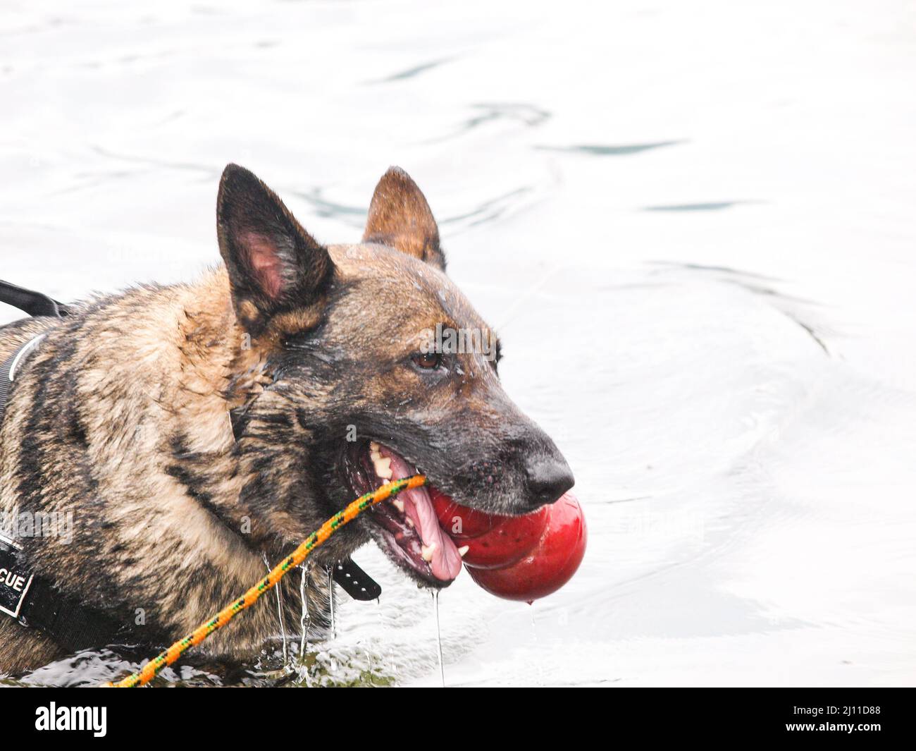 Search and Rescue Dog. Water Rescue Drill Stock Photo Alamy