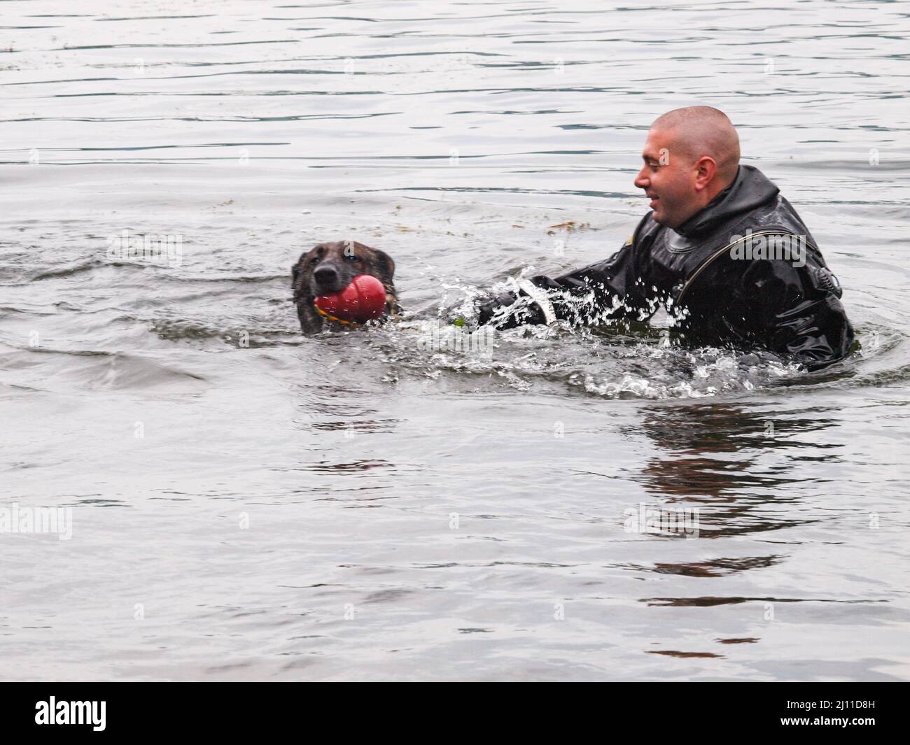 Search and Rescue Dog. Water Rescue Drill Stock Photo Alamy