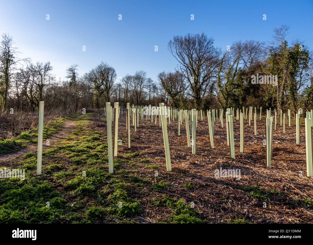 New plantation by Ipsley Mill Pond in Redditch, Worcestershire. Stock Photo