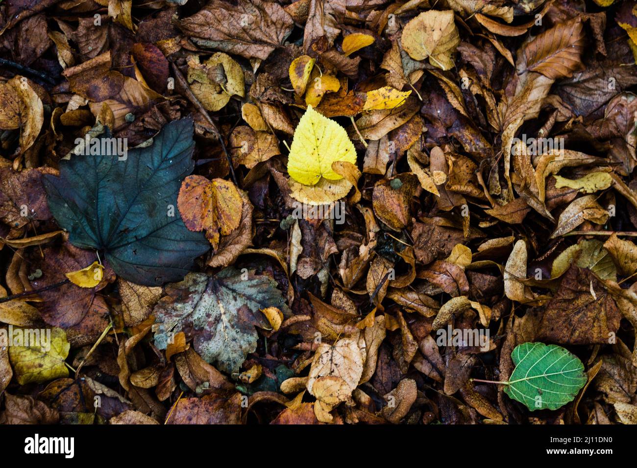 Brightly Coloured Autumn Leaves, Foliage Stock Photo
