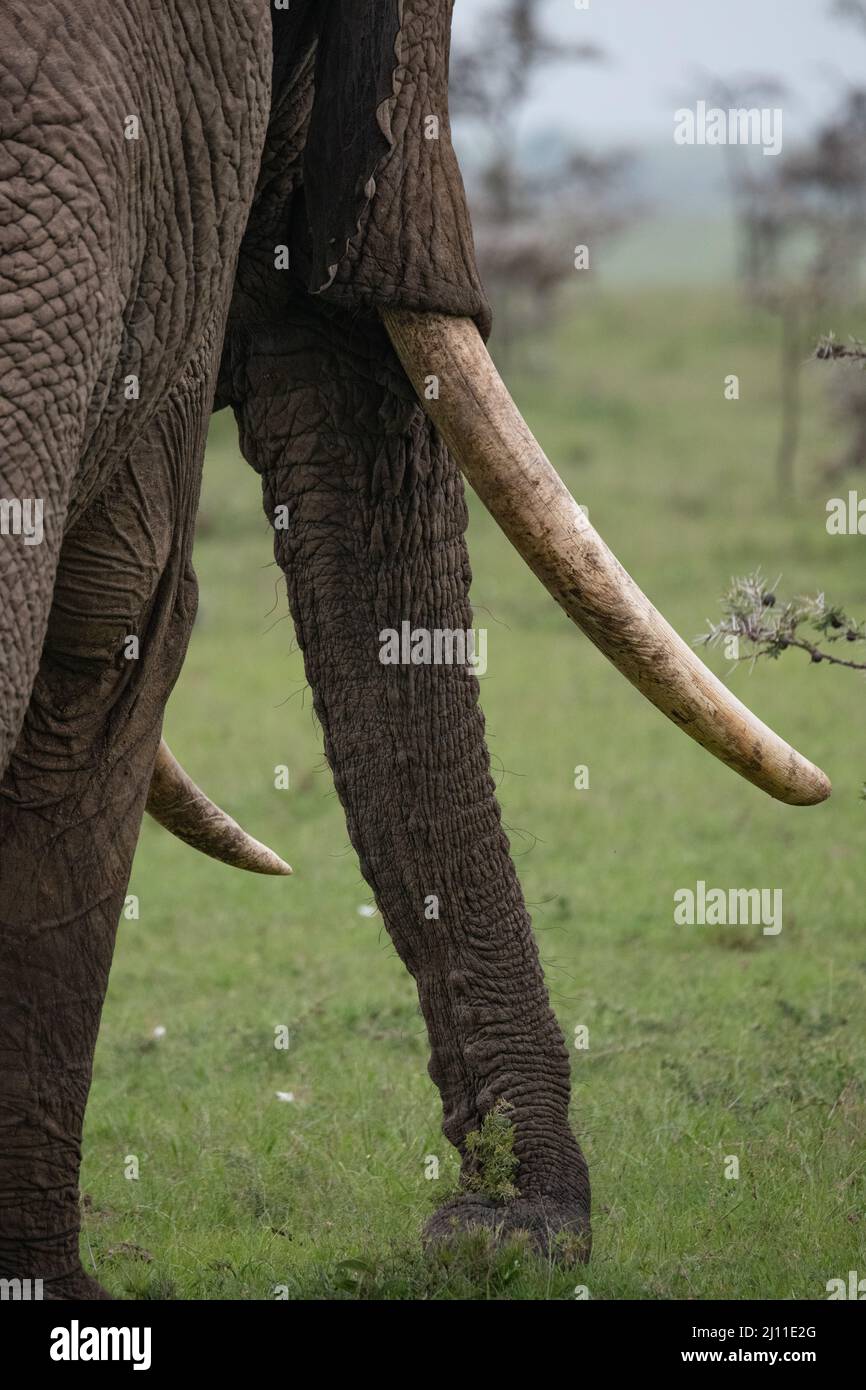 large tusks and trunk of a male African elephant Stock Photo