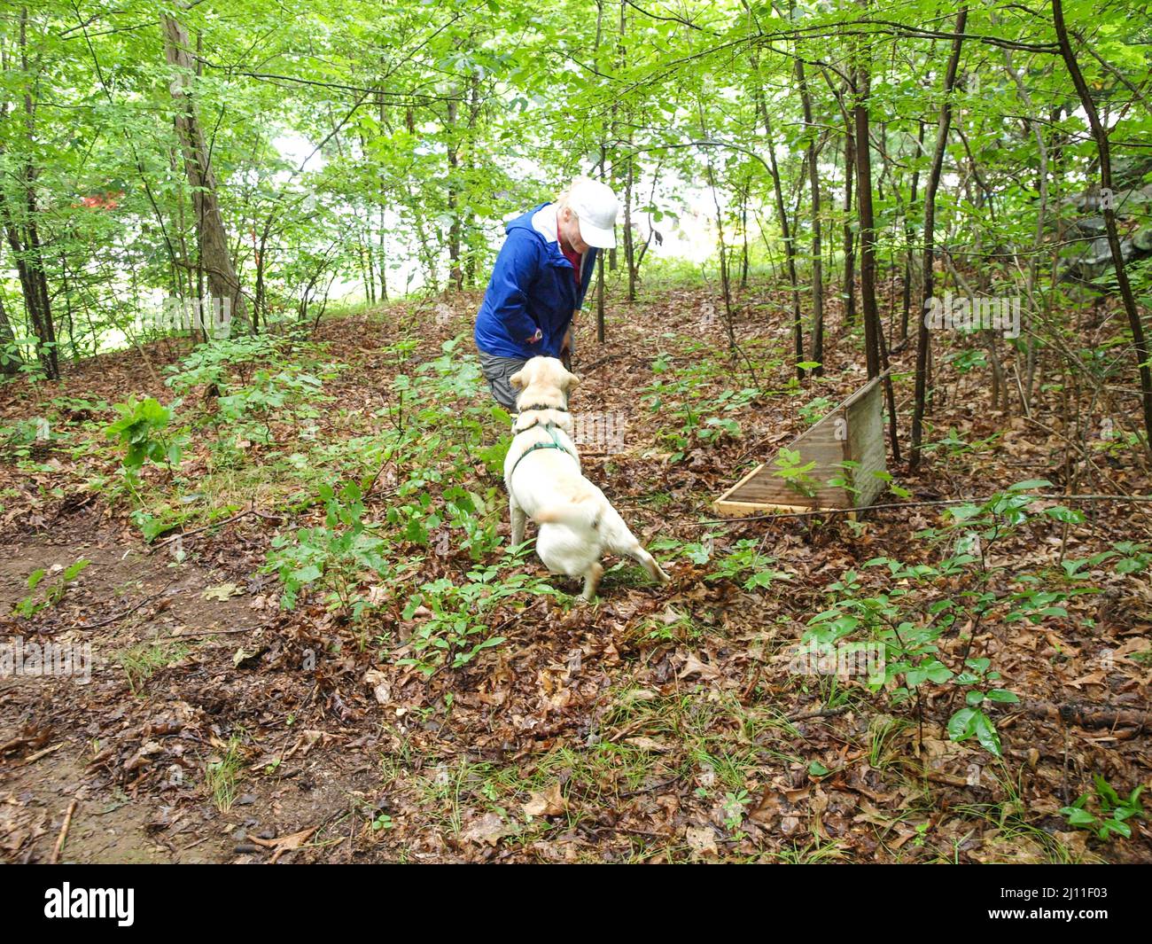 Search and Rescue Dog. Forest Search Cadaver Drill. Lost Hiker Stock