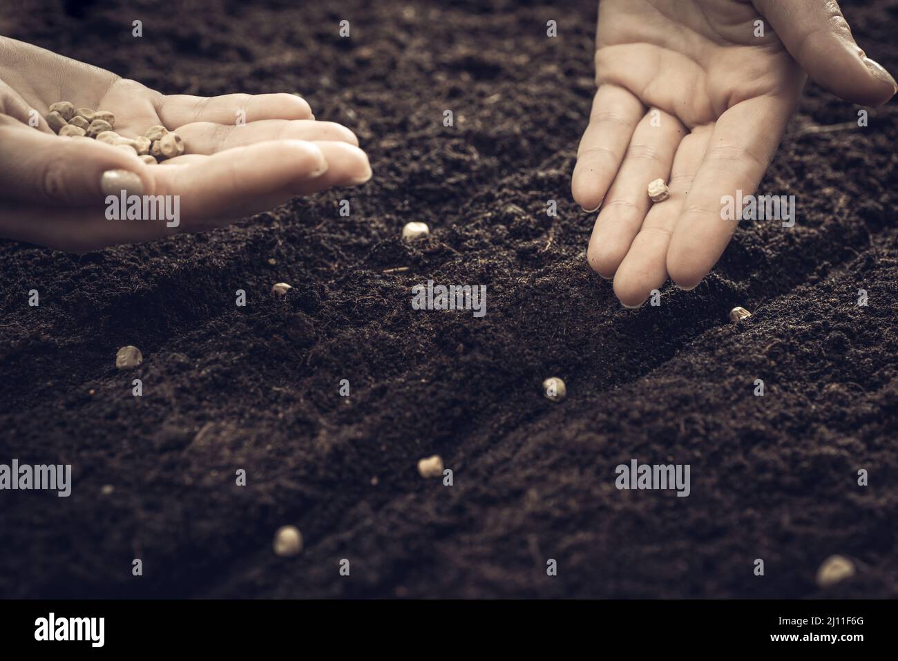 Farmer's hands plant seeds in the ground. Sowing seeds in open ground ...