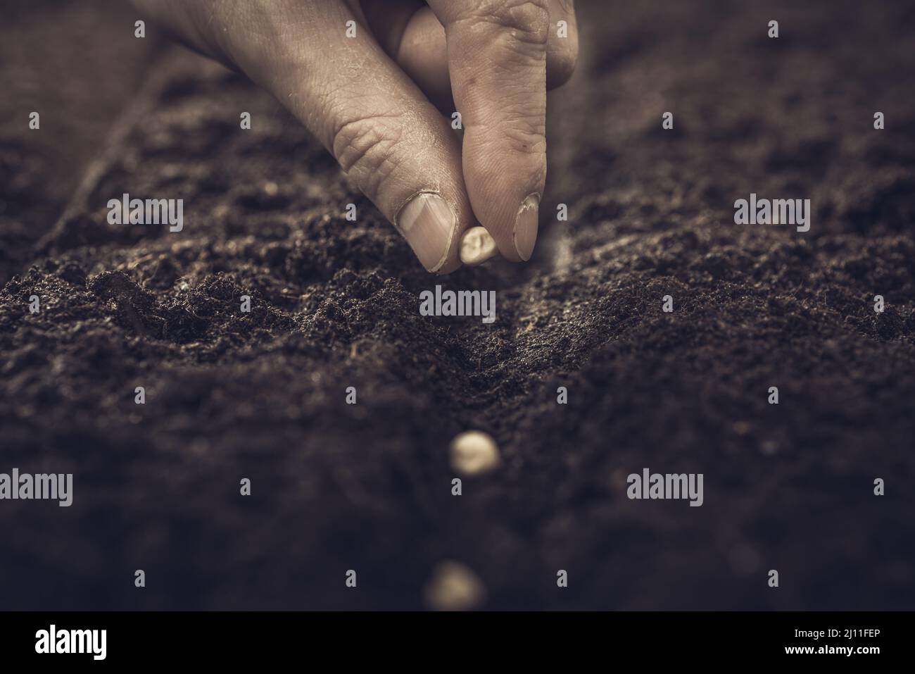 Farmer's hands plant seeds in the ground. Sowing seeds in open ground ...