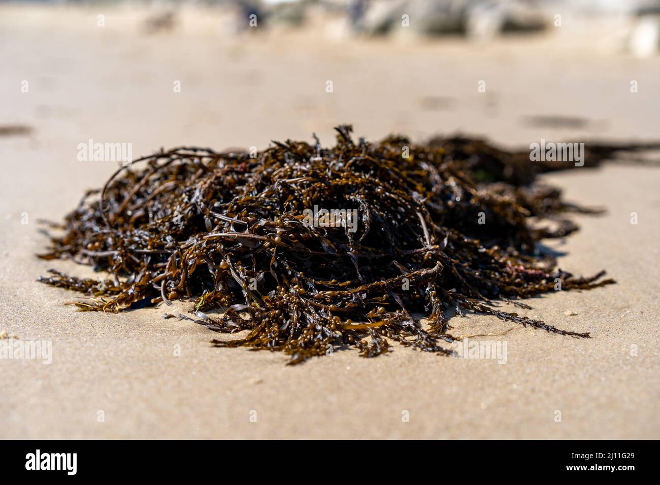 Dead Seaweed on beach Stock Photo Alamy