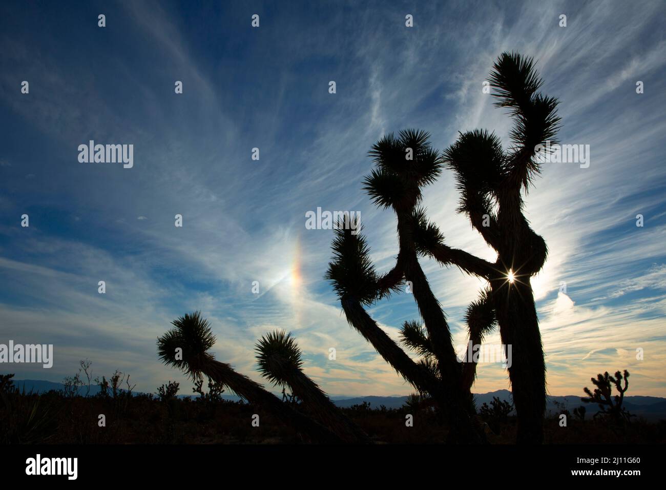 Joshua tree (Yucca brevifolia) silhouette with sundog, Mojave Wilderness, Mojave National Preserve, California Stock Photo