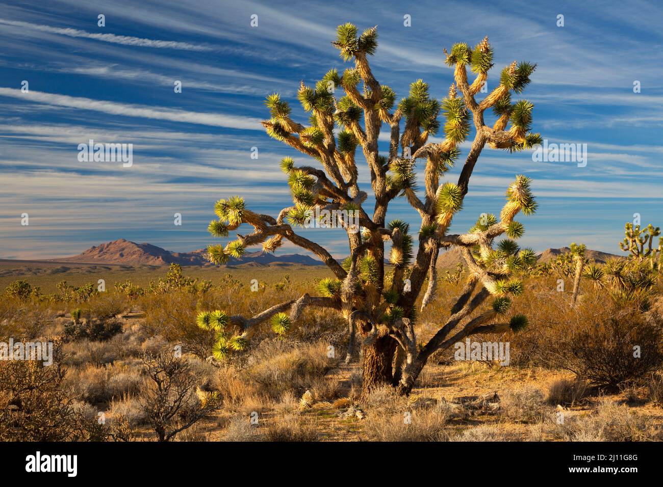 Joshua tree (Yucca brevifolia), Mojave Wilderness, Mojave National Preserve, California Stock Photo