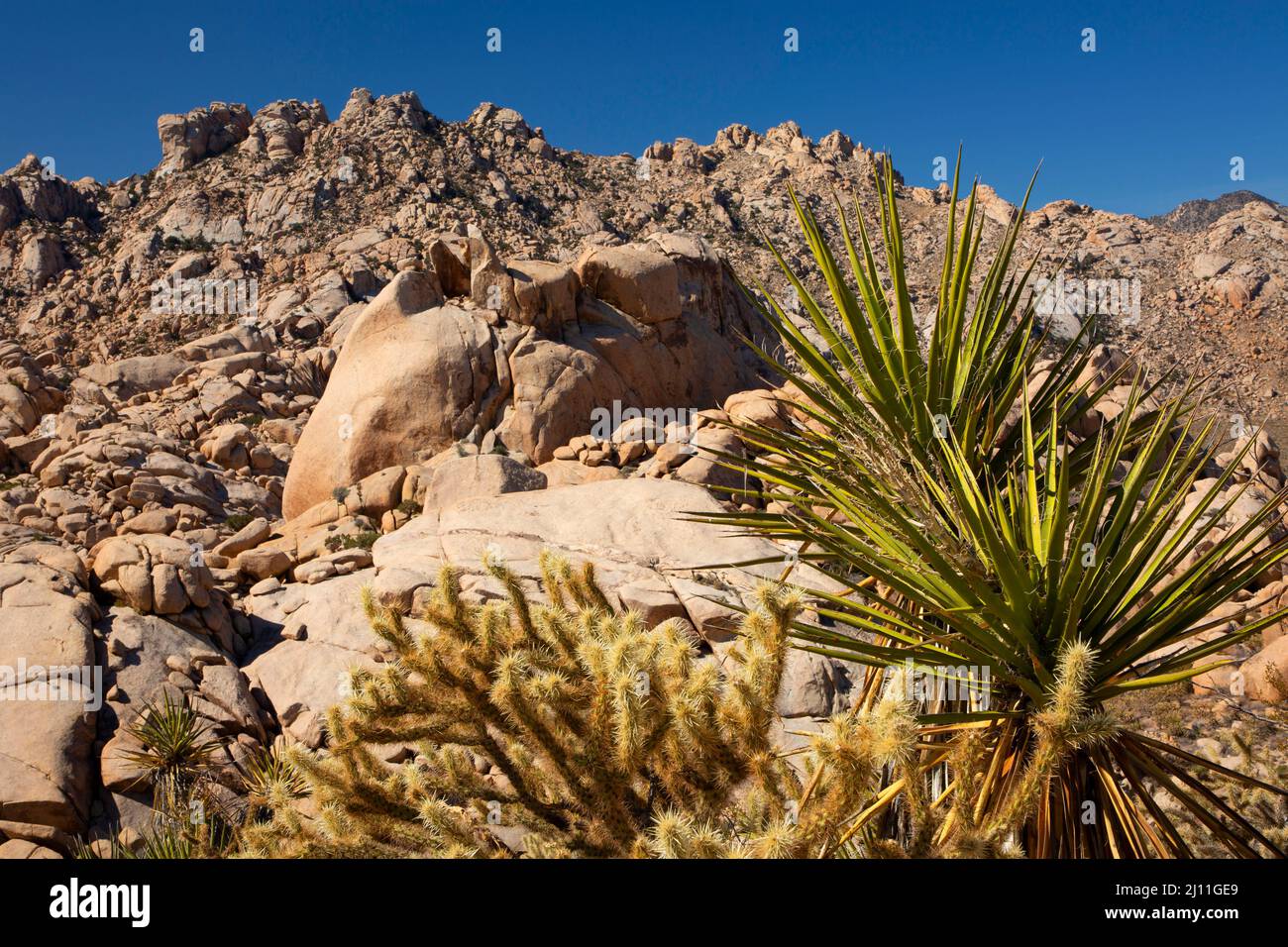 Granite Mountains with Mojave yucca (Yucca schidigera), Mojave National Preserve, California Stock Photo