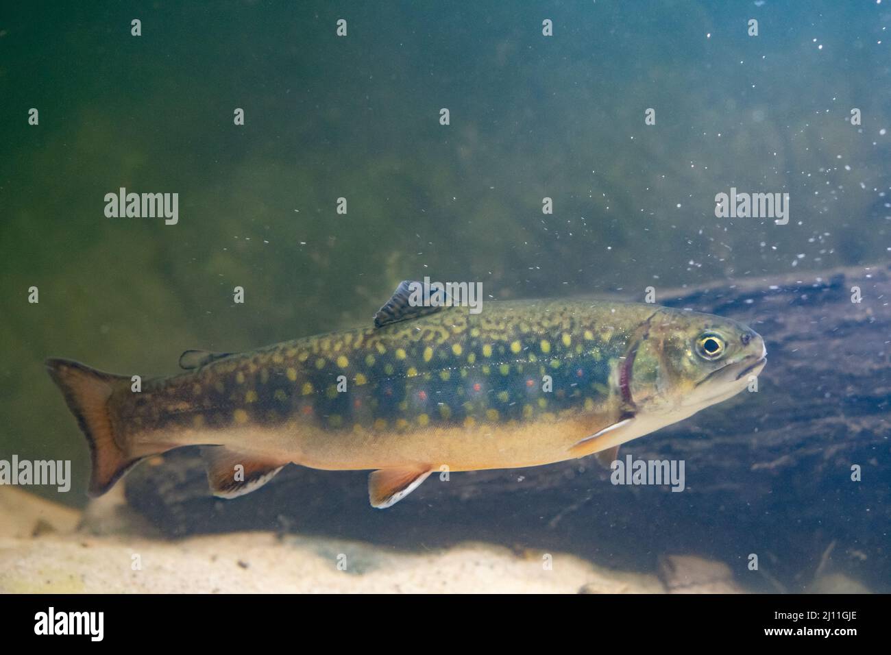 brook trout a north american species found in the UK Stock Photo - Alamy