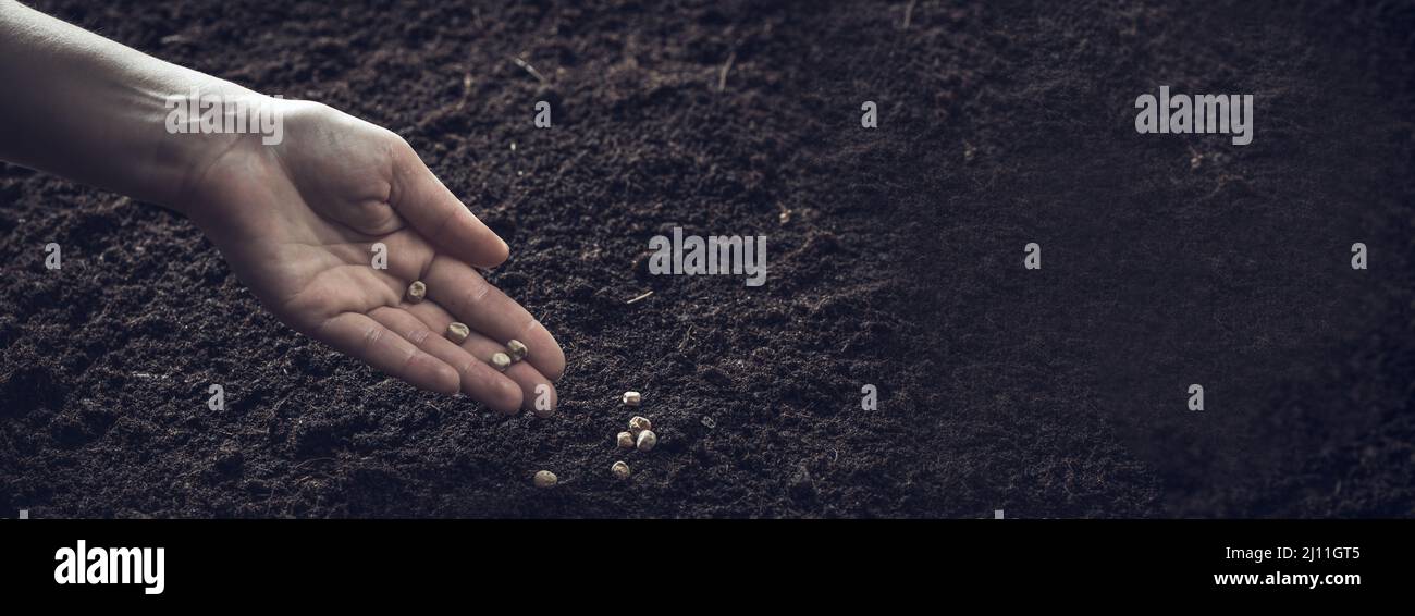 Farmer's hands plant seeds in the ground. Sowing seeds in open ground ...