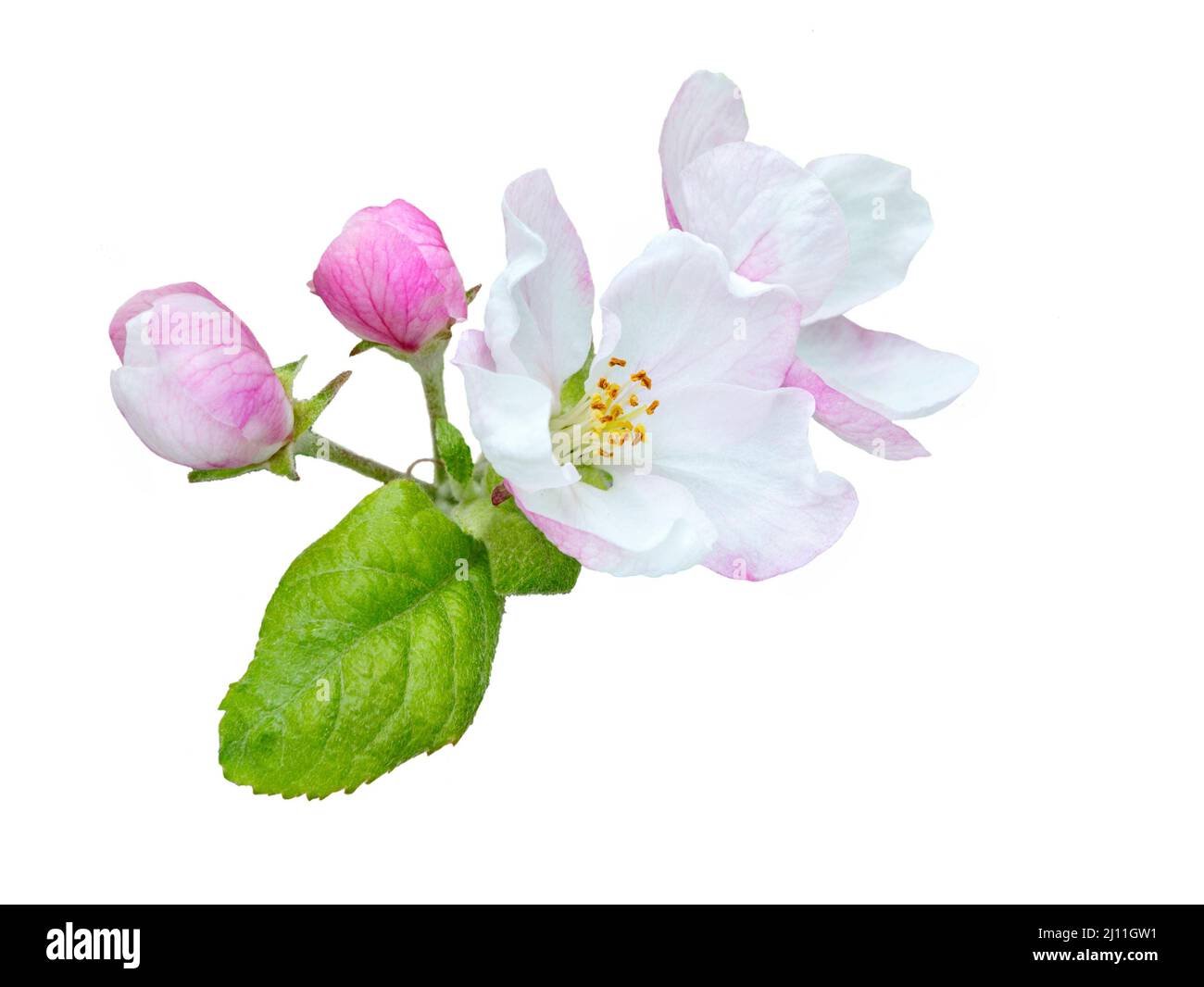 Spring blossom: branch of a blossoming apple tree on garden background. Stock Photo