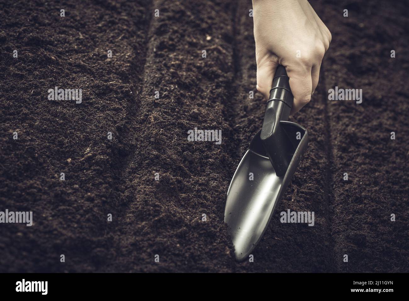 The farmer lays the beds with a garden tool. Sowing seeds in open ...