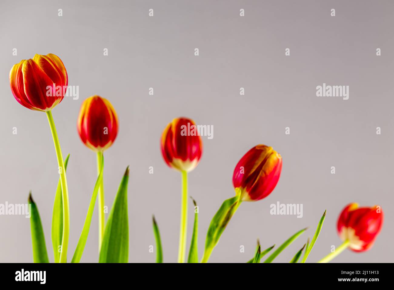 five red tulips in a row diagonally from top right to bottom right, with the focus on the left tulip, against a light background. Stock Photo