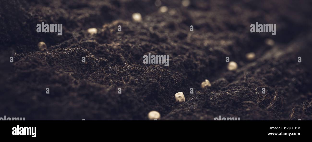 Growing vegetable seeds on seed soil in horticulture garden metaphor ...