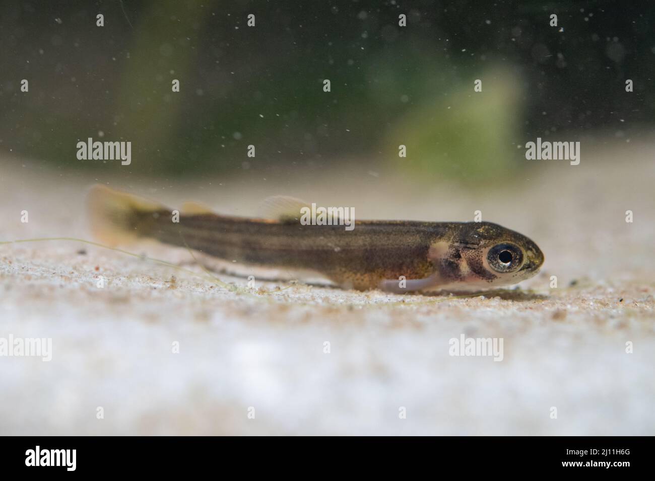 Trout fry hi-res stock photography and images - Alamy