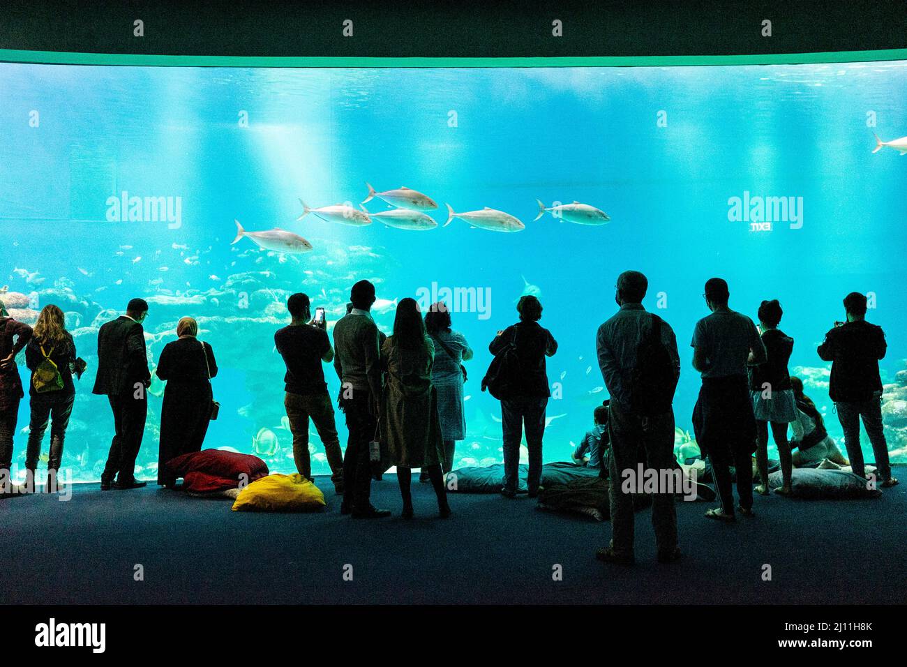 Underwater Aquarium, Eilat Stock Photo Alamy