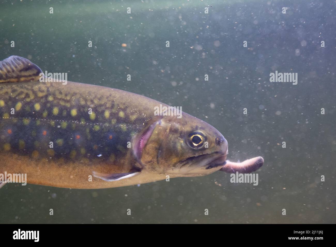 brook trout a north american species found in the UK Stock Photo - Alamy
