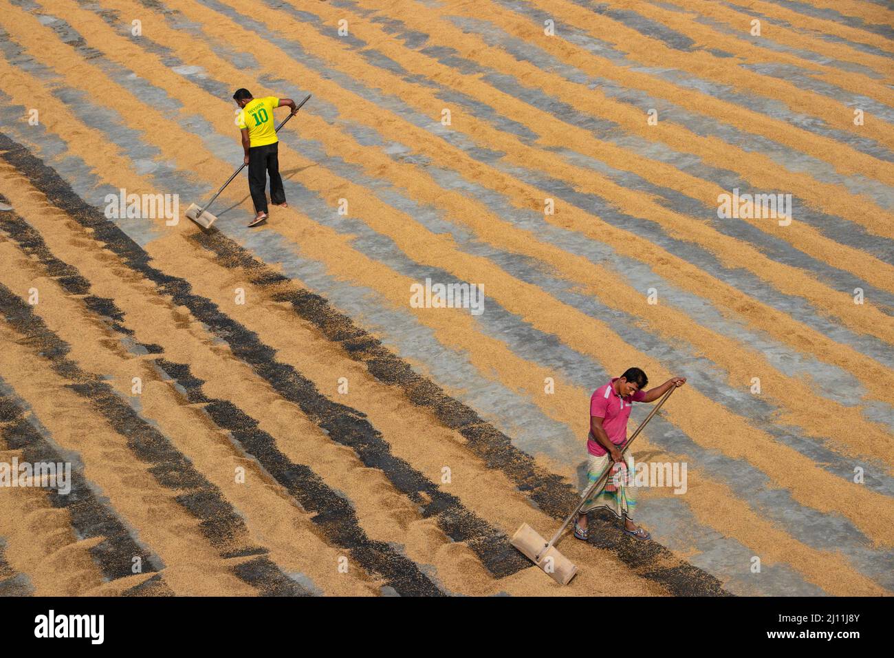 Workers spend hours in the baking sun swishing rice with their feet so paddy dries evenly - forming intricate patterns as they walk in a rice mill in Munshiganj, Bangladesh. Scores of Workers move across miles of rice fields, regularly turning the grains of rice so they dry evenly in the sunshine. When paddy is harvested it contains 20-30% moisture and this moisture can destroy a whole crop of grains along with damage by pests. So it's important rice grain dries within 24 hours from being cut from the field. Firstly they boil the golden paddy for 10 to 15 minutes in the temperature of 40 to 50 Stock Photo