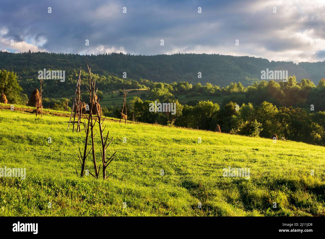 rural landscape in mountains. haystacks on the hill near the forest. sunny weather with clouds on the sky. rustic carpathian scenery in summer Stock Photo
