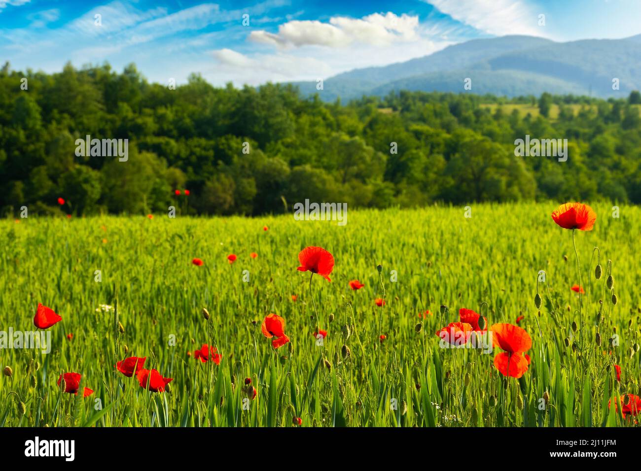 green field of blooming poppy on a sunny day. wonderful spring scenery in carpathian mountains. beautiful nature background with red flowers Stock Photo