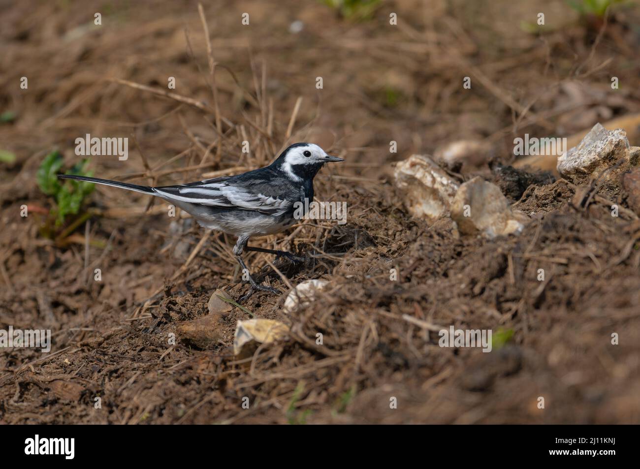 Adult Pied Wagtail feeding around an old sugar beet heap on a North Norfolk Farm, UK Stock Photo