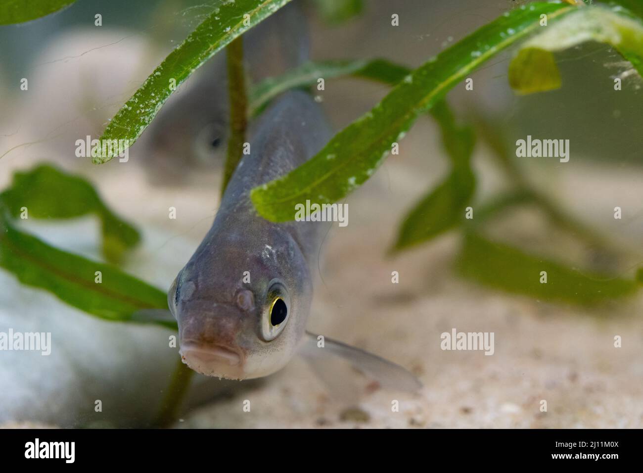 Skimmer bream hires stock photography and images Alamy