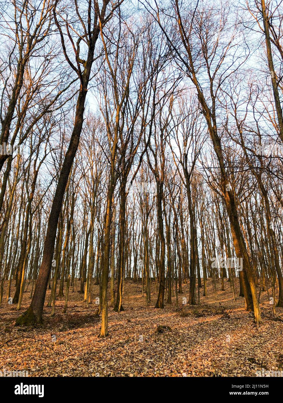 In dense deciduous forest hi-res stock photography and images - Alamy