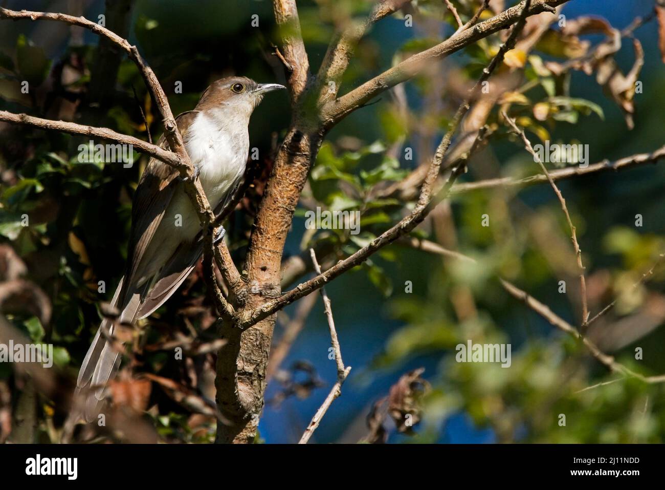 A Black-billed Cuckoo, Coccyzus erythropthalmus, perched in tree Stock Photo