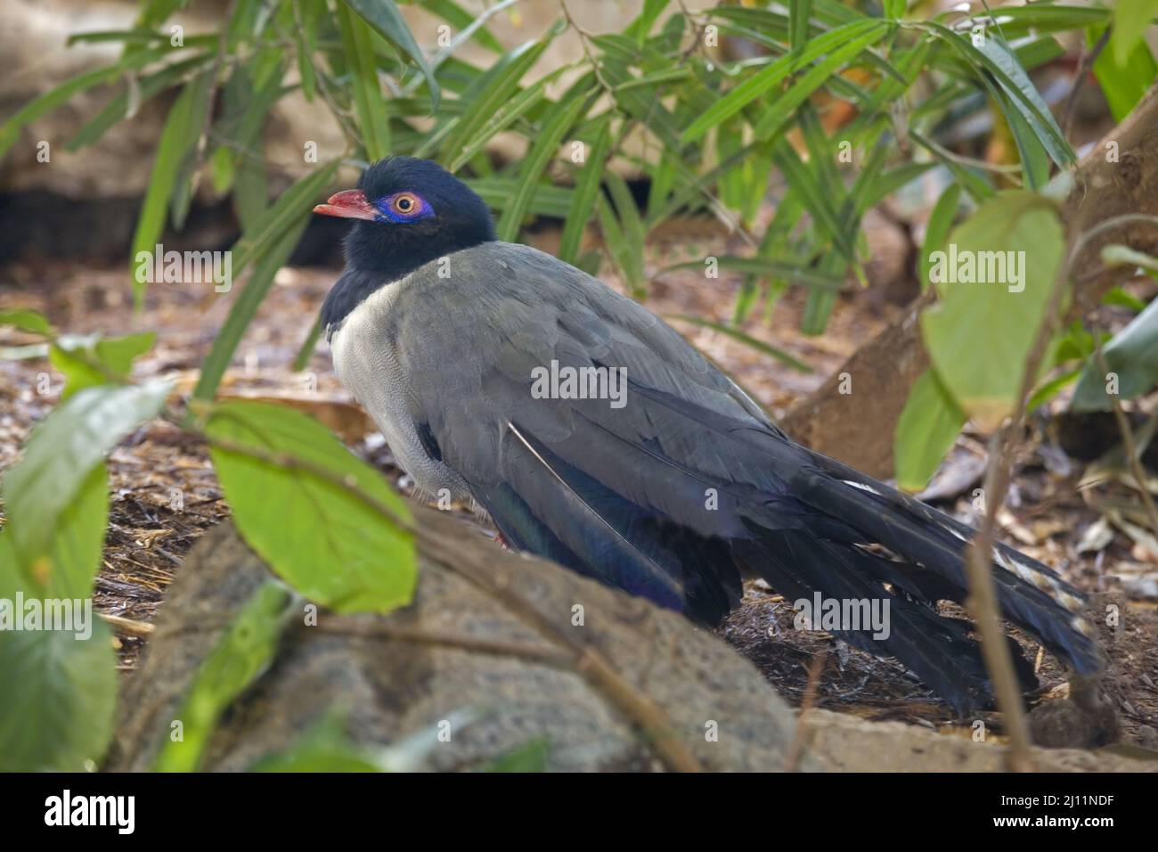 A Coral-billed or Renauld's Ground Cuckoo, Carpococcyx renauldi, relaxing Stock Photo
