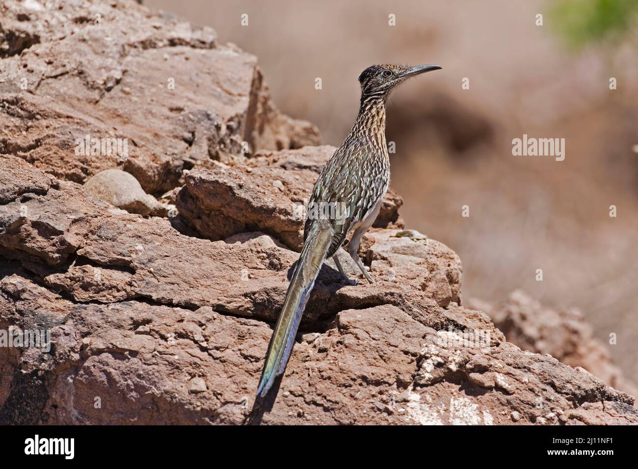 A Greater Roadrunner, Geococcyx californianus, perched on rocks Stock Photo