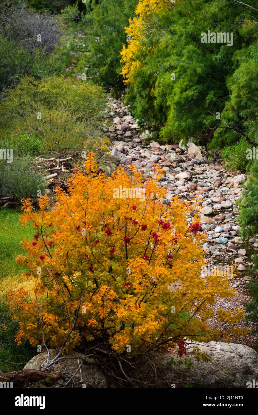 Fall colors brighten a canyon at Boyce Thompson Arboretum in Superior, Arizona. Stock Photo