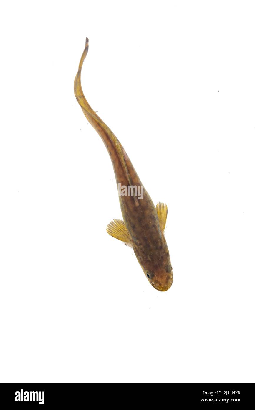 Burbot in Belguim Stock Photo