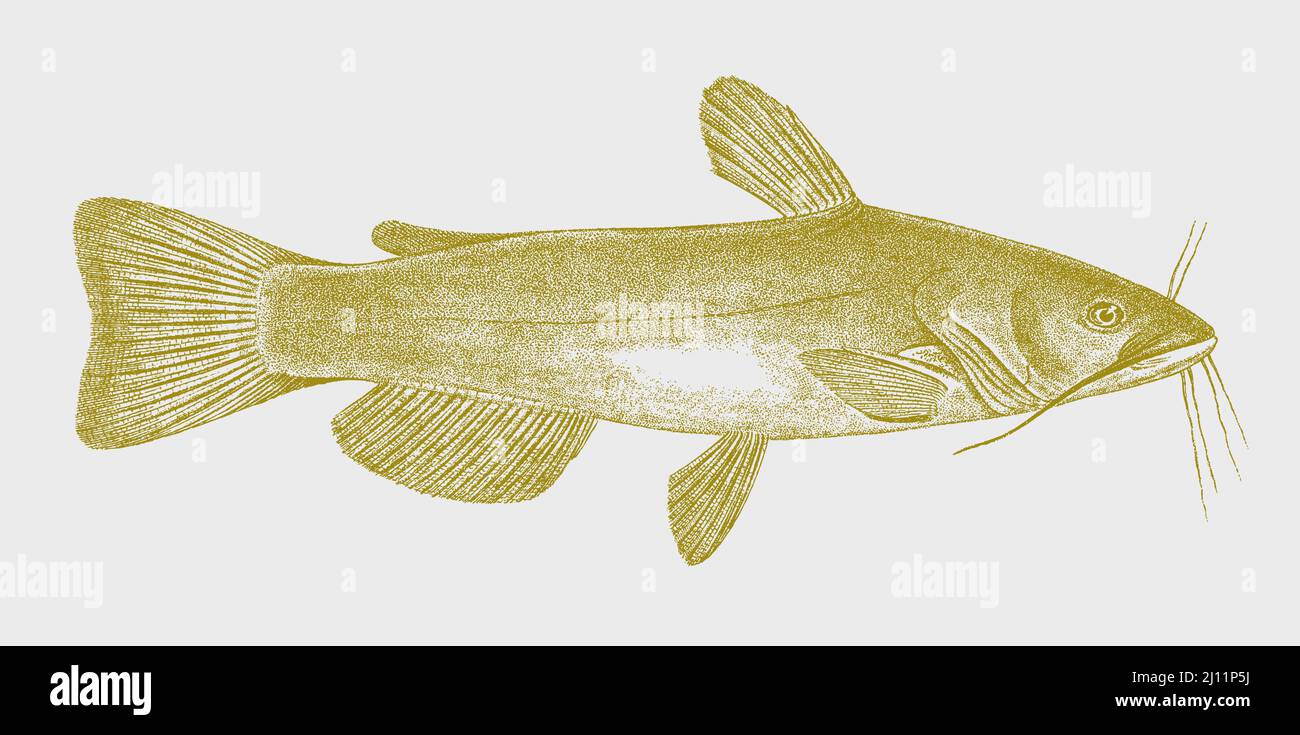 Yellow bullhead ameiurus natalis, demersal freshwater fish in side view Stock Vector