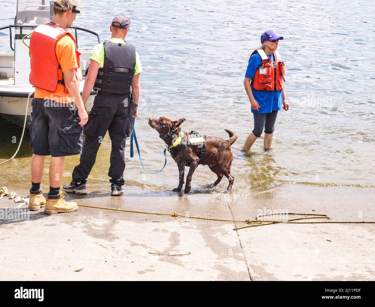 Search and Rescue Dog. Water Rescue Drill Stock Photo Alamy