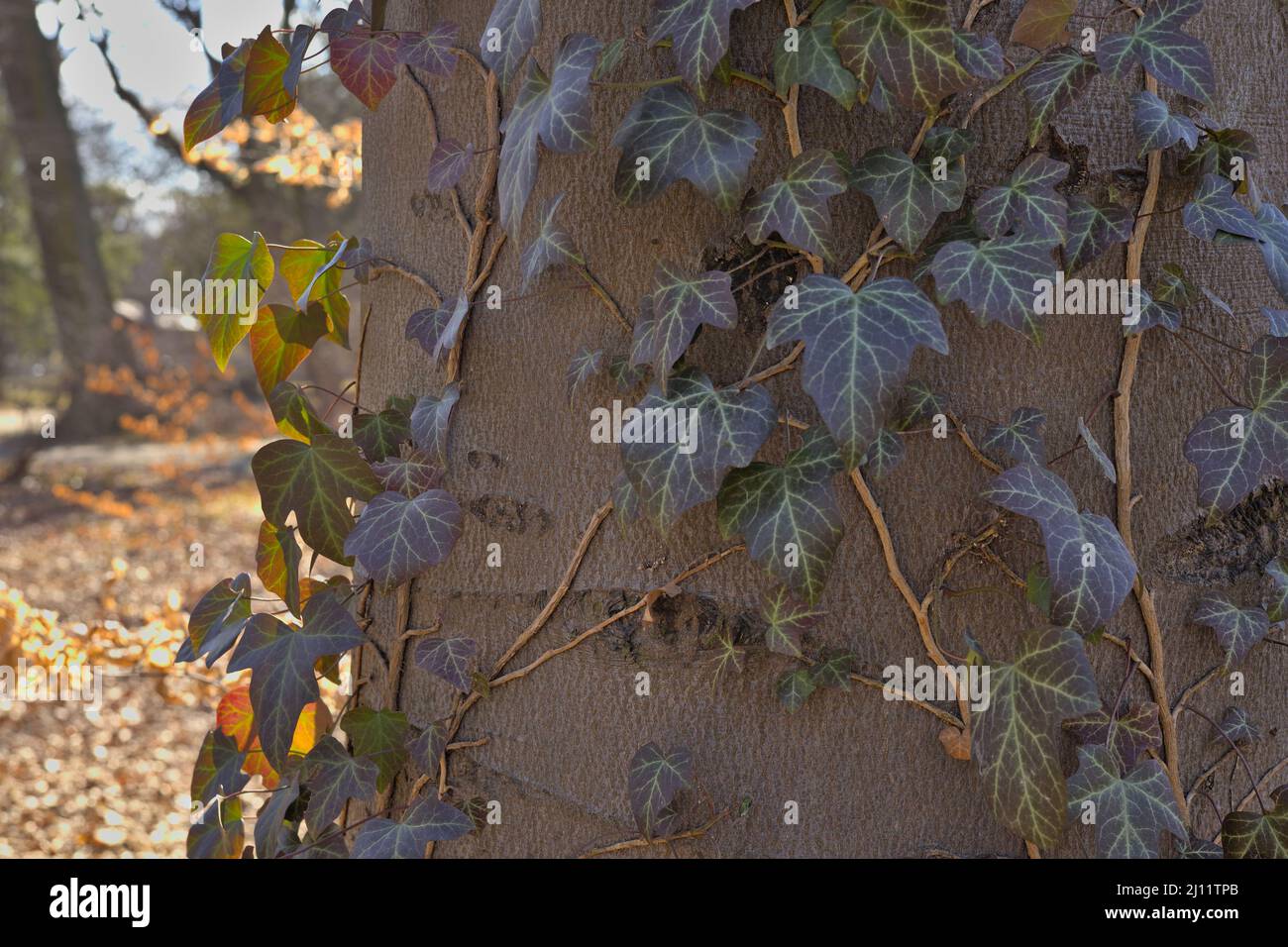 Ivy climbing at a tree stem hi-res stock photography and images - Alamy
