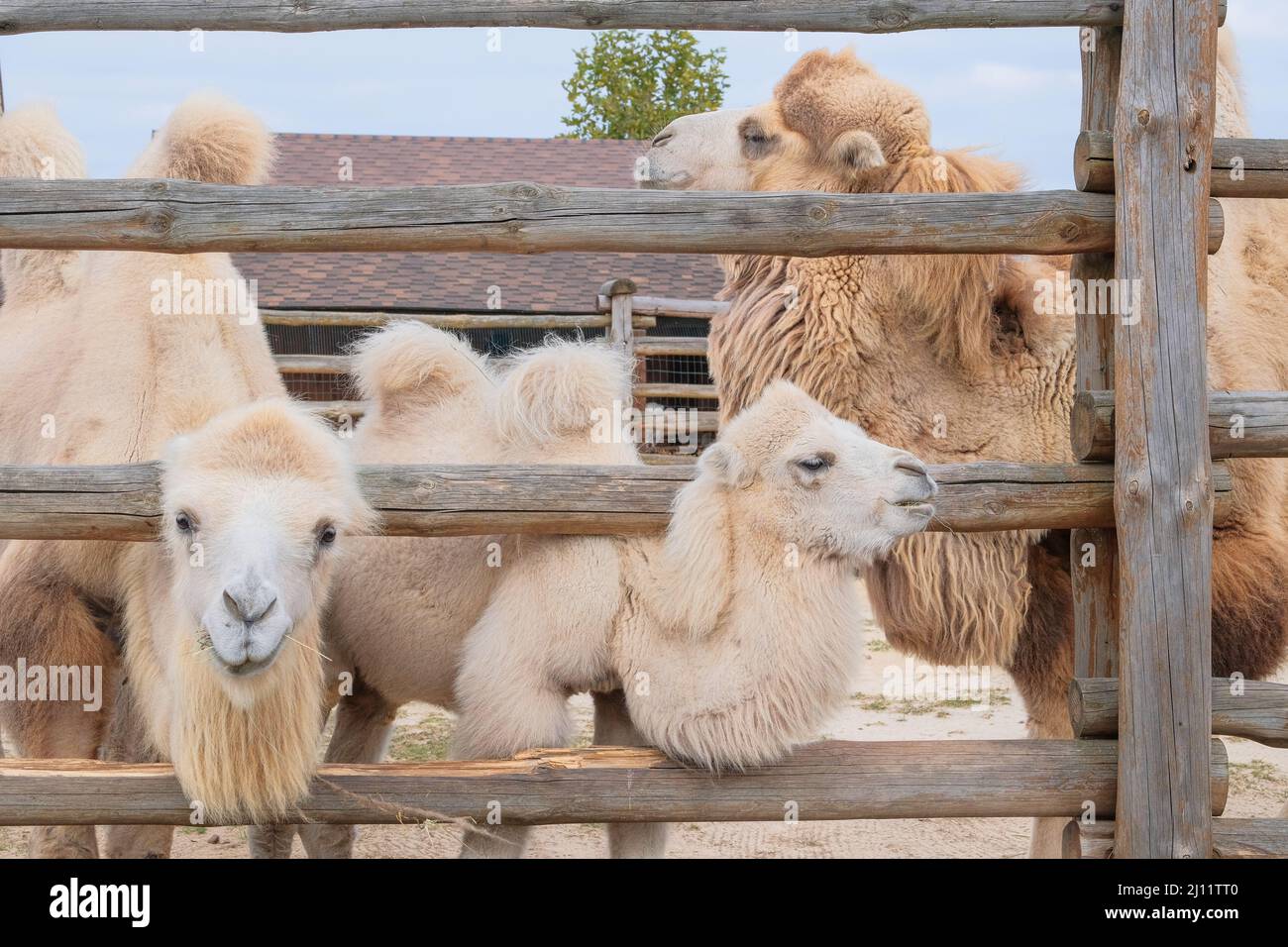 Camel family eating hay at the zoo, close up. Keeping wild animals in