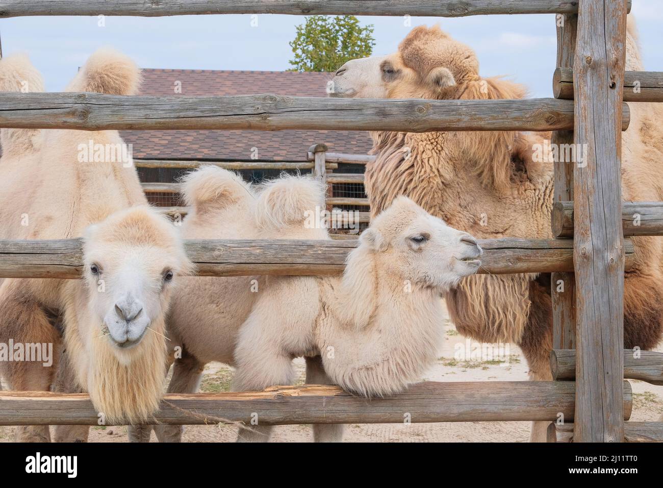 Camel family eating hay at the zoo, close up. Keeping wild animals in zoological parks. Stock Photo