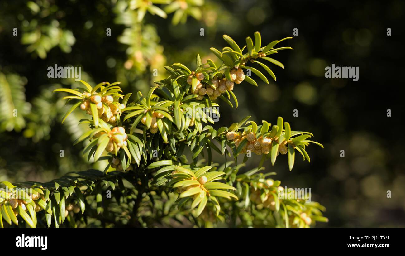 Yew (Taxus baccata) male flowers, photography taken in a morning sunlight in March Stock Photo