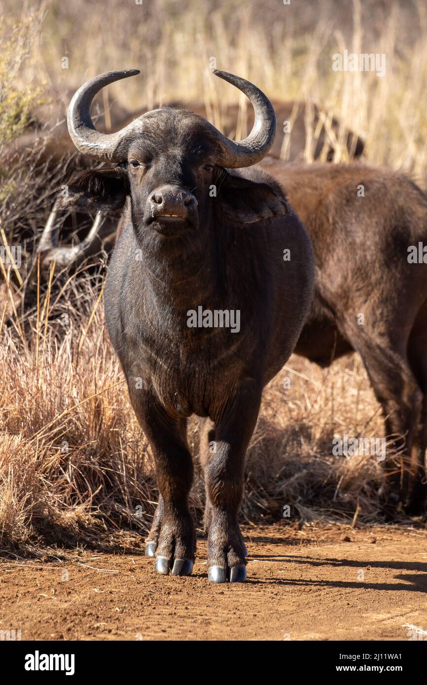 African buffalo, Kruger National Park Stock Photo Alamy