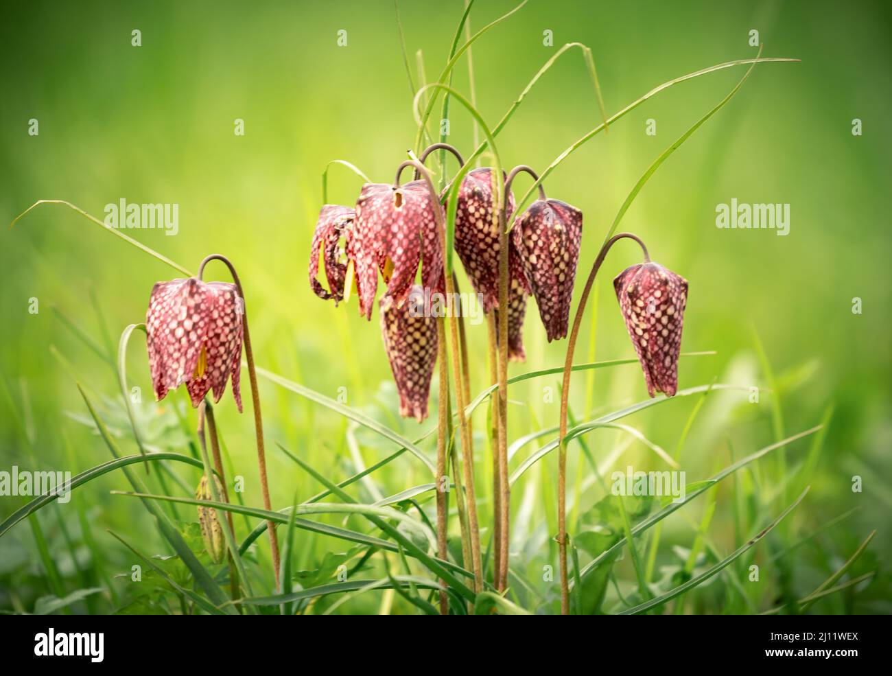 Close up on endangered wild Chess Flowers in a natural environment Stock Photo