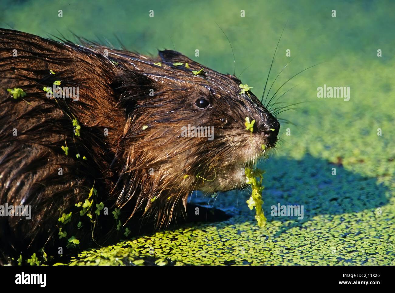 Muskrat feeding up close on duckweed covered pond Stock Photo